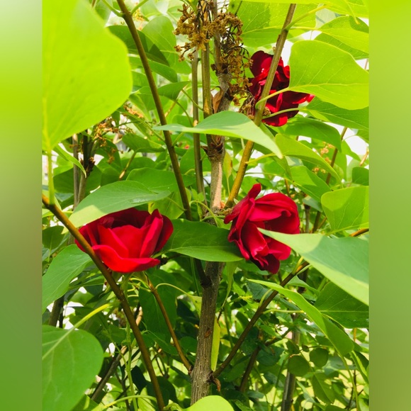 Meet your Posher, Sheena - Picture 11 of 16